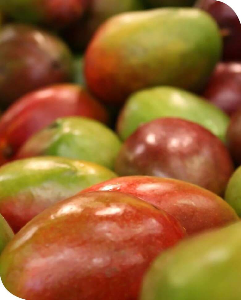 Importación y exportación de mango en México