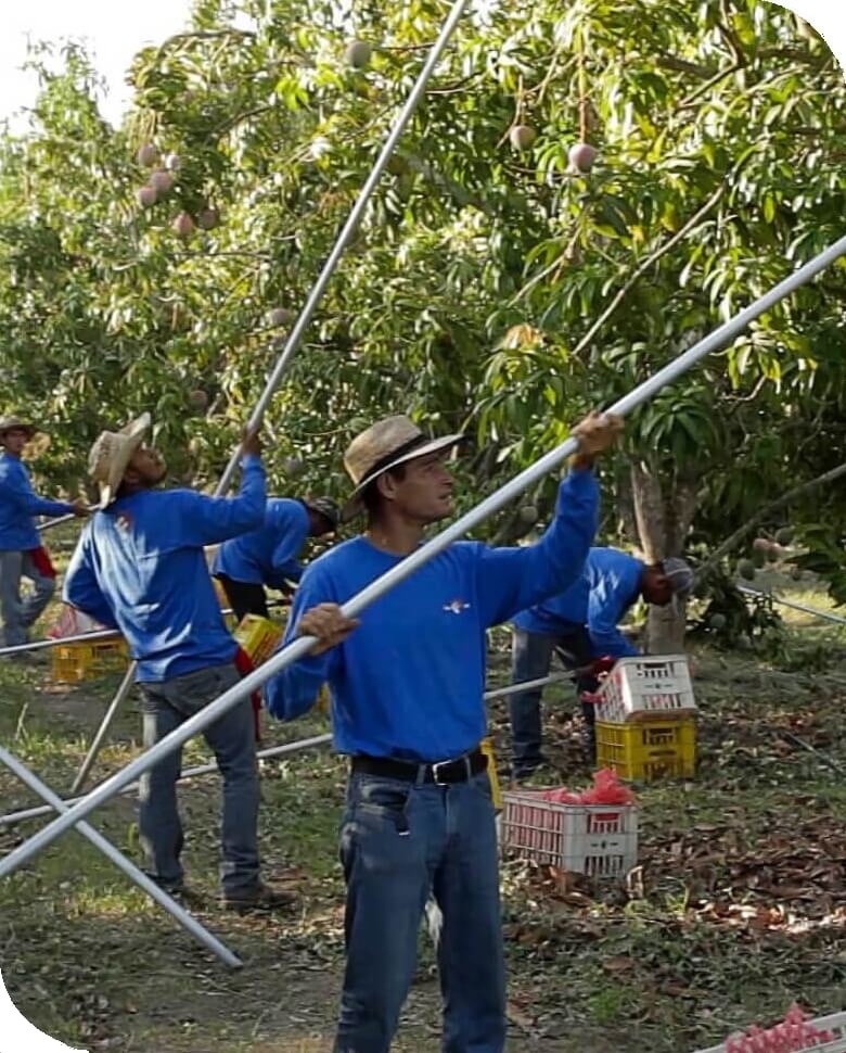 Importación y exportación de mango en México